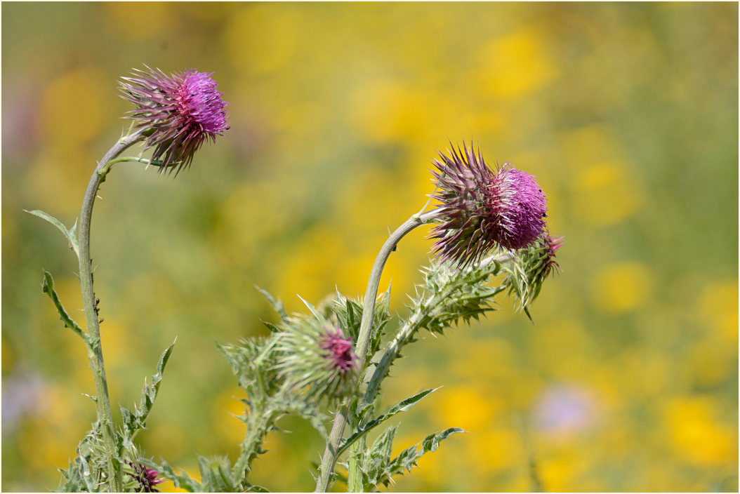 Nickende Distel(Carduus nutans)