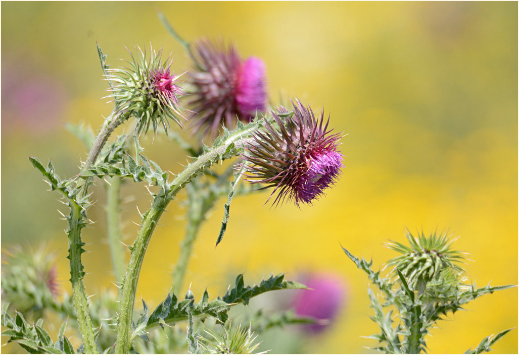 Nickende Distel(Carduus nutans)