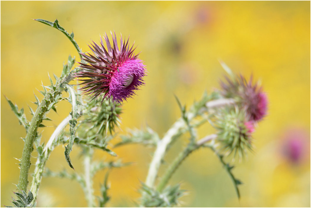 Nickende Distel(Carduus nutans)