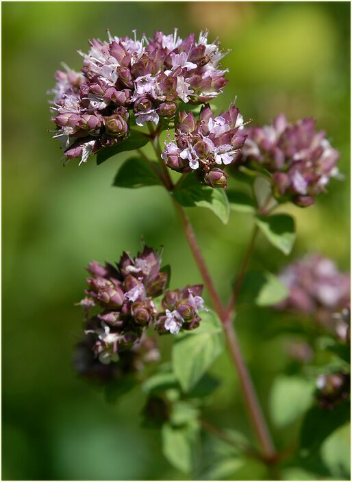 Dost (Origanum vulgare)