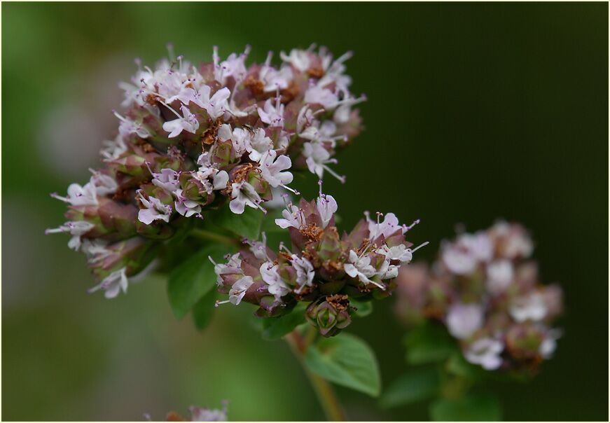 Dost (Origanum vulgare)