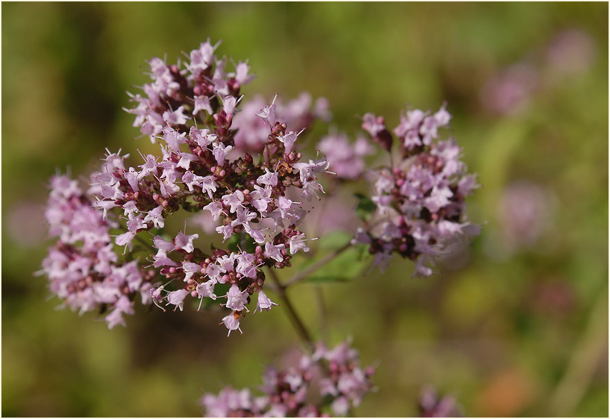 Dost (Origanum vulgare)