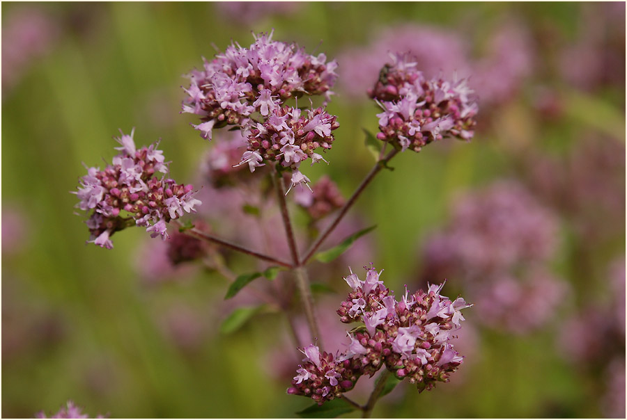 Dost (Origanum vulgare)