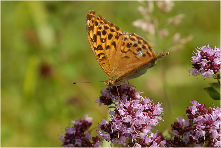 Dost (Origanum vulgare)