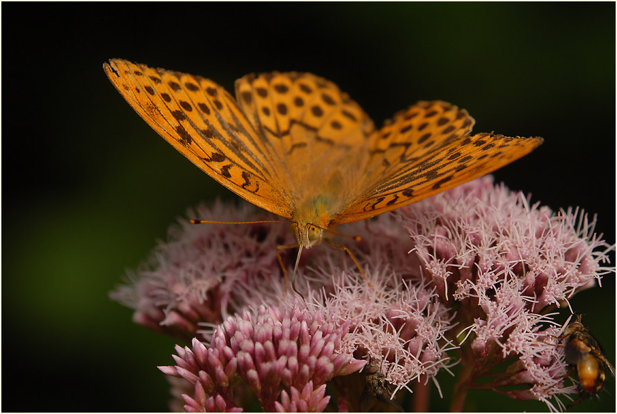 Wasserdost (Eupatorium cannabinum) mit Besuch vom Kaisermantel