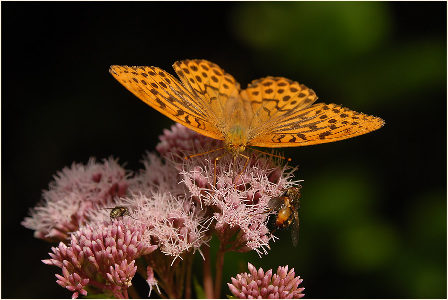 Wasserdost (Eupatorium cannabinum) mit Besuch vom Kaisermantel