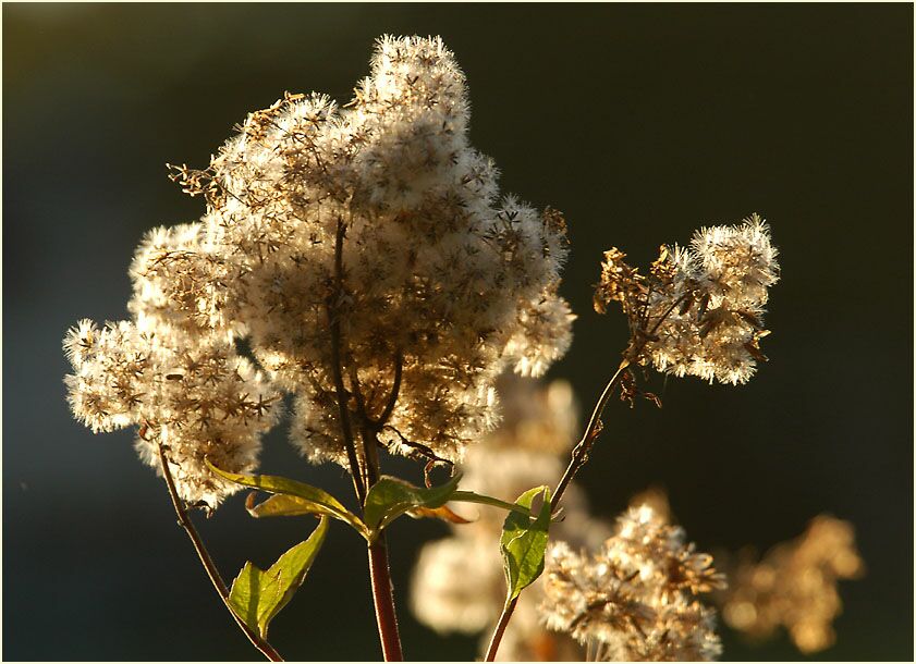 Wasserdost (Eupatorium cannabinum)