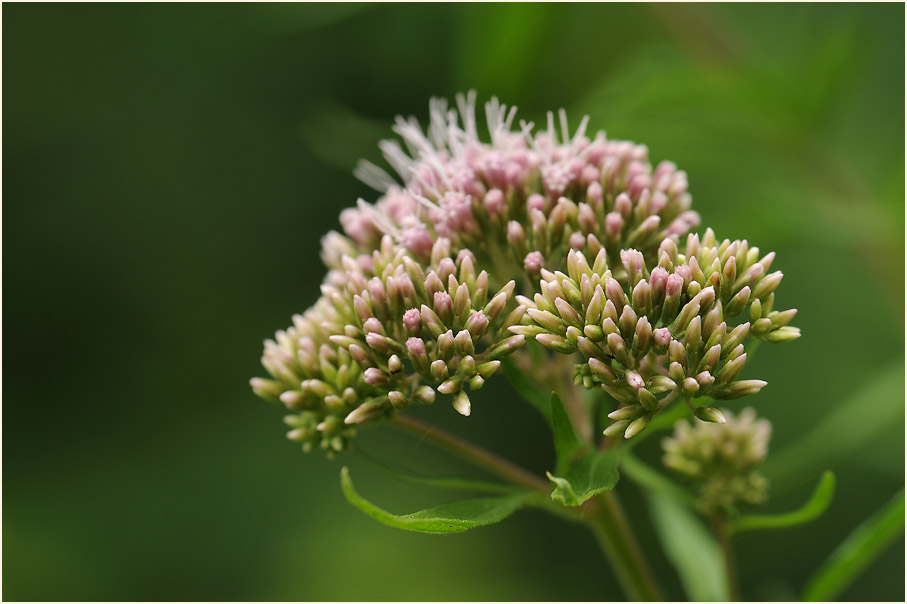 Wasserdost (Eupatorium cannabinum)