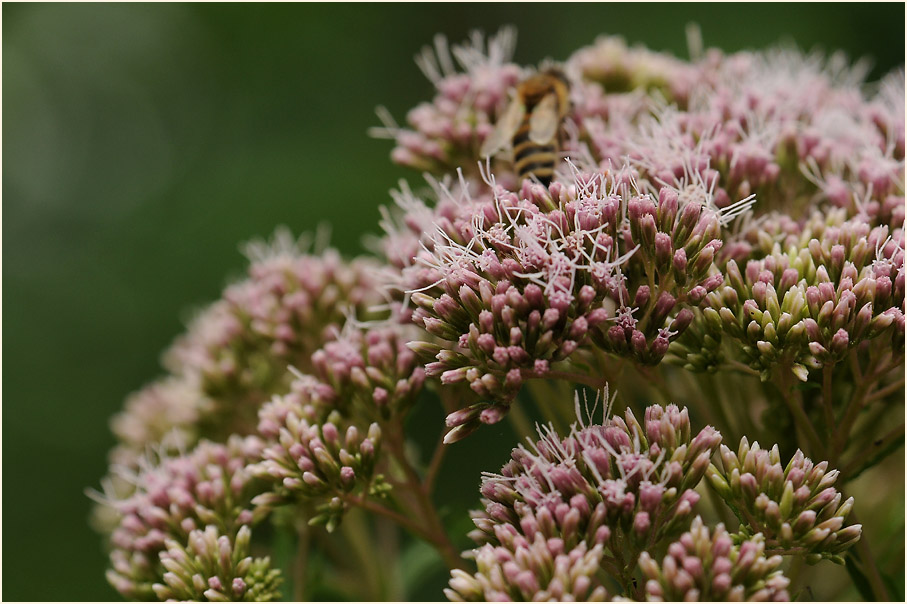 Wasserdost (Eupatorium cannabinum)