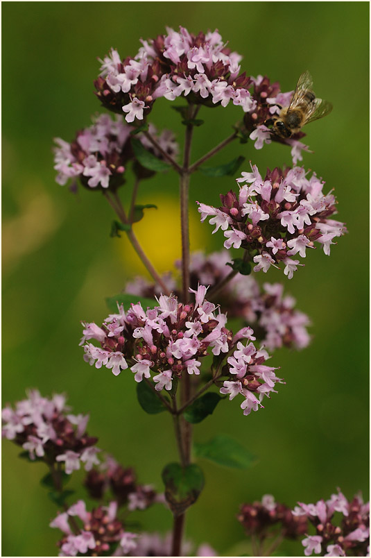 Dost (Origanum vulgare)