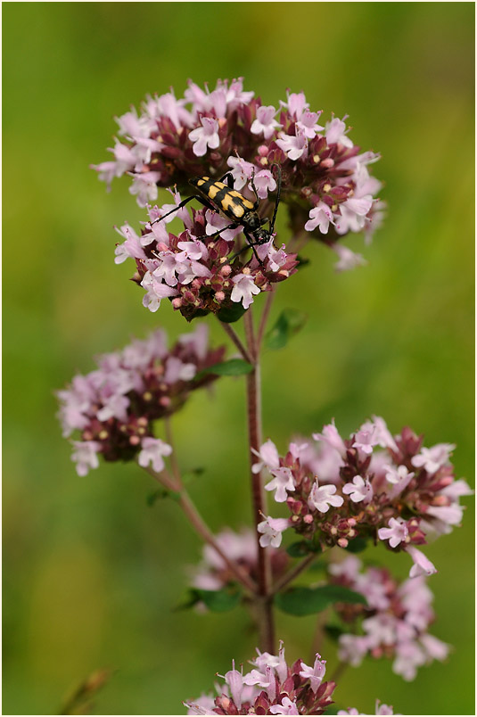 Dost (Origanum vulgare)