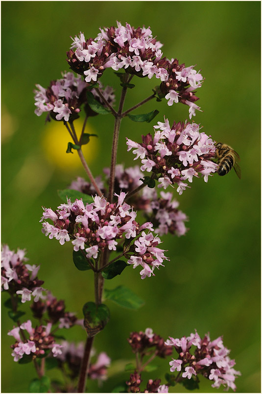 Dost (Origanum vulgare)