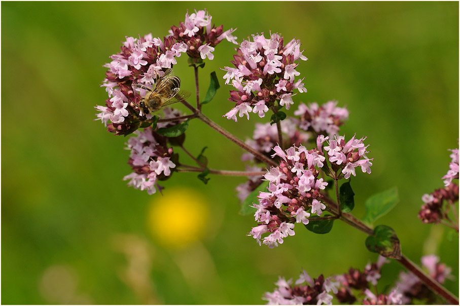 Dost (Origanum vulgare)