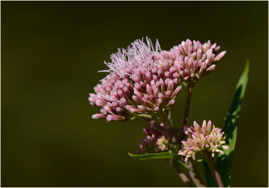 Wasserdost (Eupatorium cannabinum)