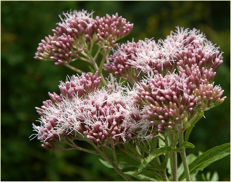 Wasserdost (Eupatorium cannabinum)