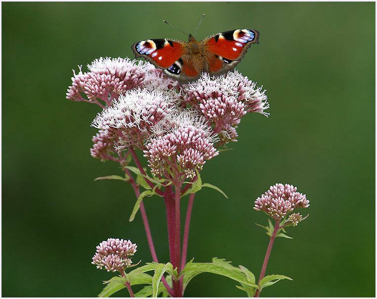 Wasserdost (Eupatorium cannabinum)