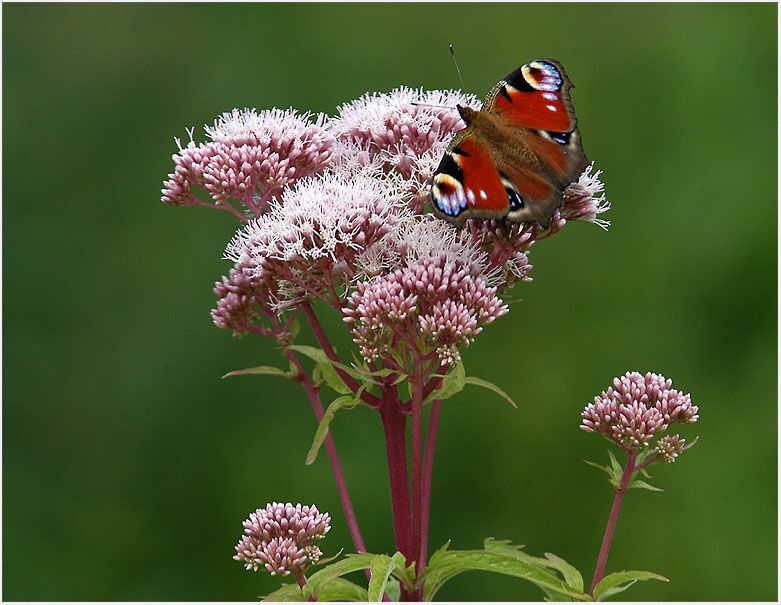 Wasserdost (Eupatorium cannabinum) mit Besuch vom Tagpfauenauge