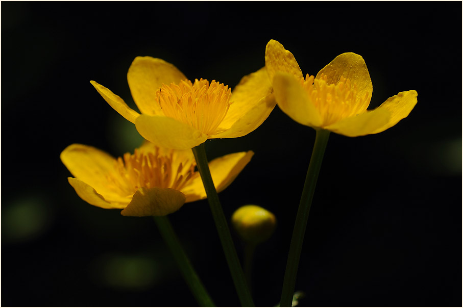 Sumpf-Dotterblume (Caltha palustris)