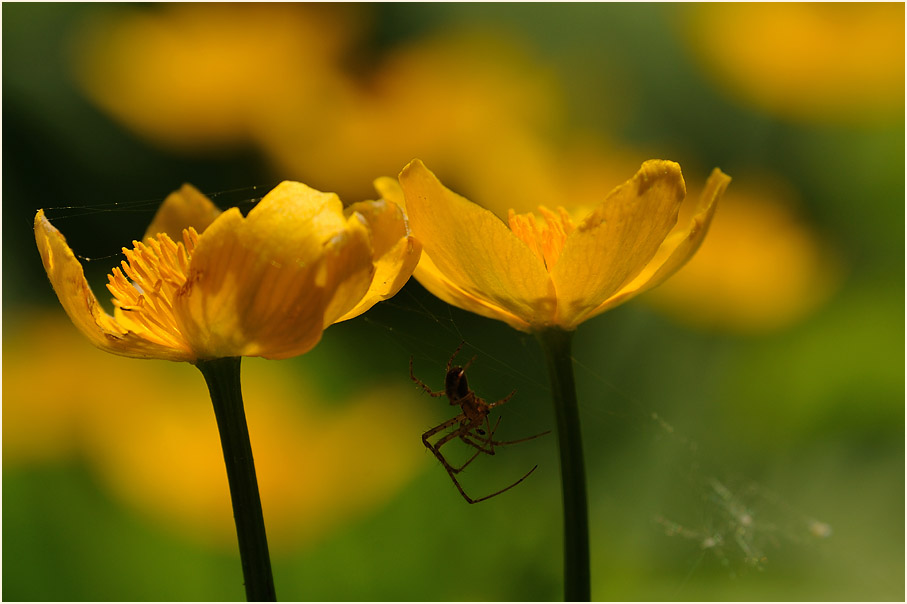 Sumpf-Dotterblume (Caltha palustris)