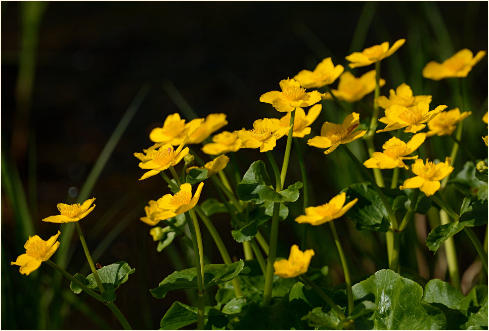 Sumpf-Dotterblume (Caltha palustris)