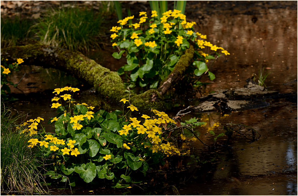 Sumpf-Dotterblume (Caltha palustris)