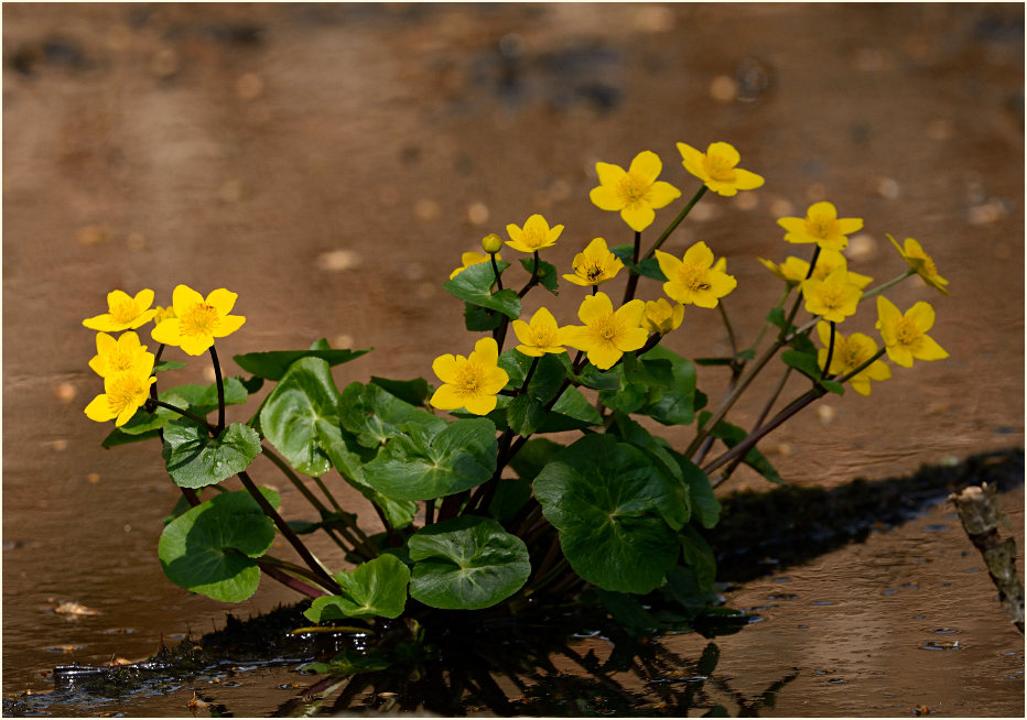 Sumpf-Dotterblume (Caltha palustris)