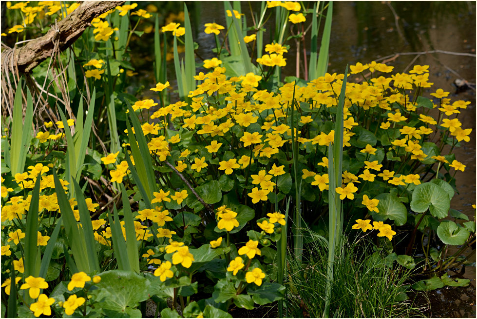 Sumpf-Dotterblume (Caltha palustris)