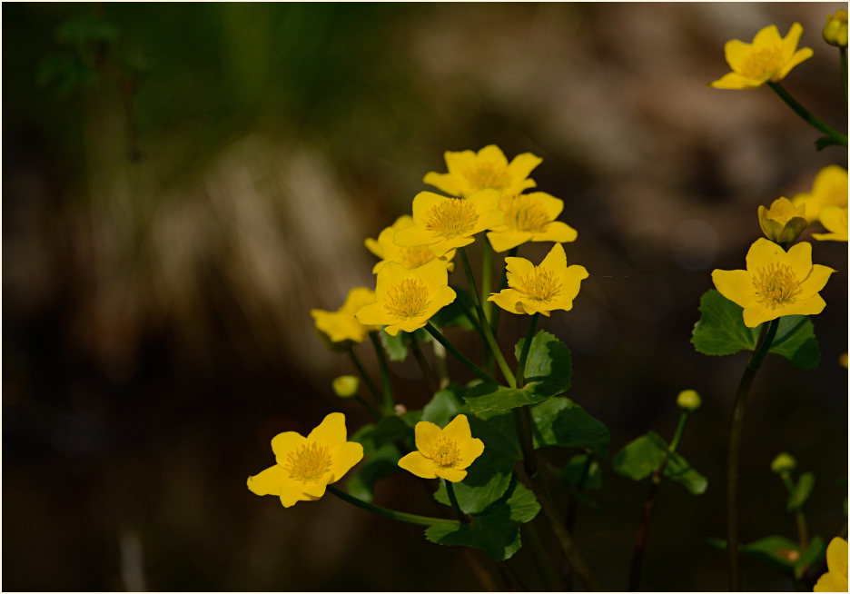 Sumpf-Dotterblume (Caltha palustris)