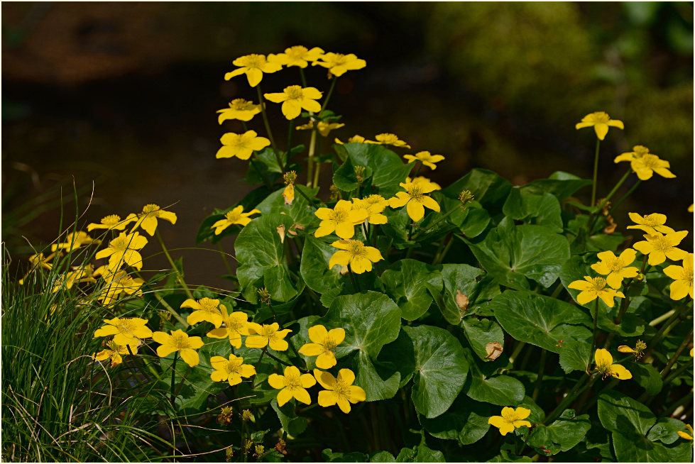 Sumpf-Dotterblume (Caltha palustris)