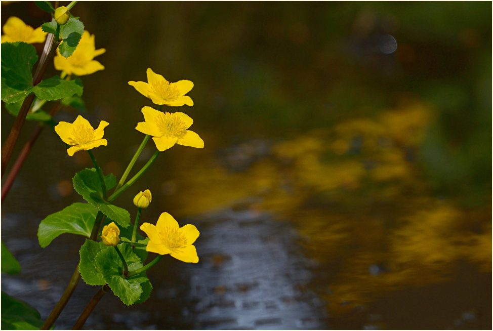 Sumpf-Dotterblume (Caltha palustris)