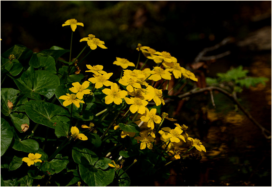 Sumpf-Dotterblume (Caltha palustris)