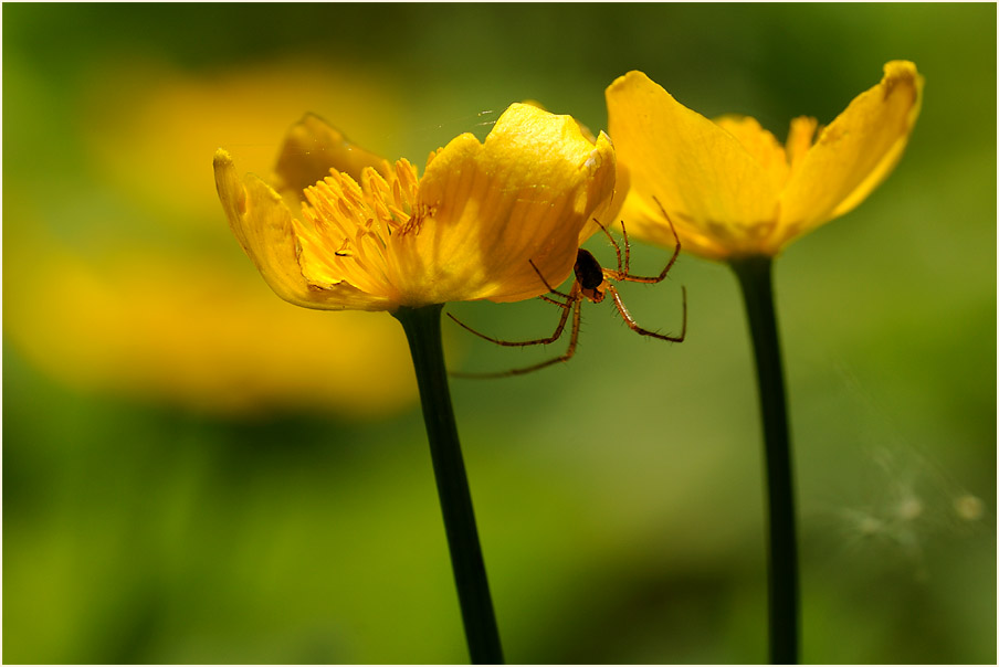 Sumpf-Dotterblume (Caltha palustris)