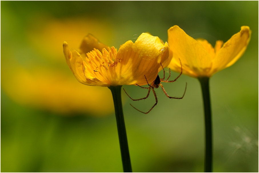 Sumpf-Dotterblume (Caltha palustris)