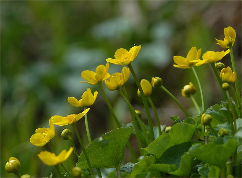 Sumpf-Dotterblume (Caltha palustris)