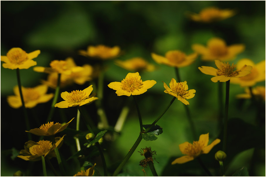 Sumpf-Dotterblume (Caltha palustris)