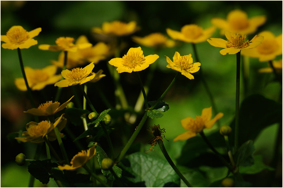 Sumpf-Dotterblume (Caltha palustris)