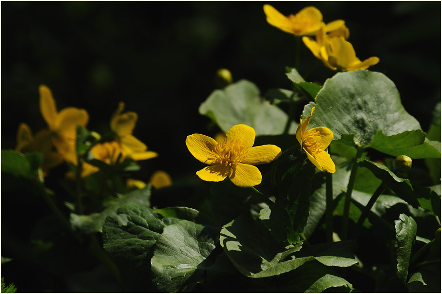 Sumpf-Dotterblume (Caltha palustris)