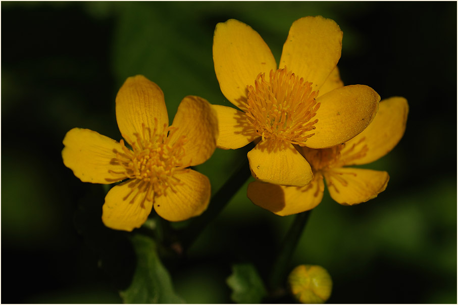 Sumpf-Dotterblume (Caltha palustris)