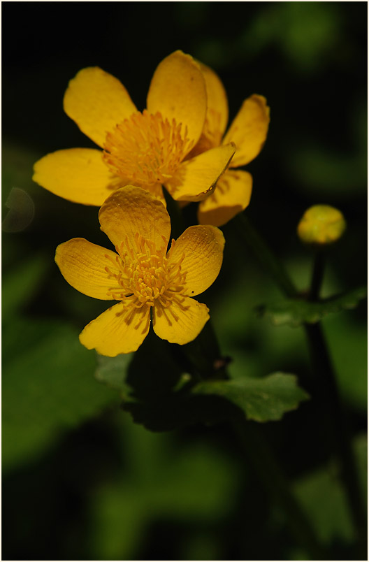 Sumpf-Dotterblume (Caltha palustris)