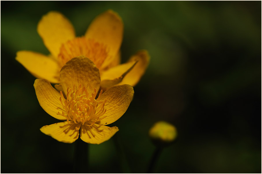 Sumpf-Dotterblume (Caltha palustris)