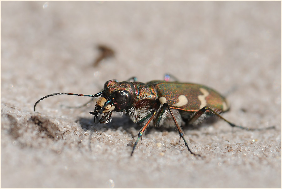 Dünen-Sandlaufkäfer (Cicindela hybrida)