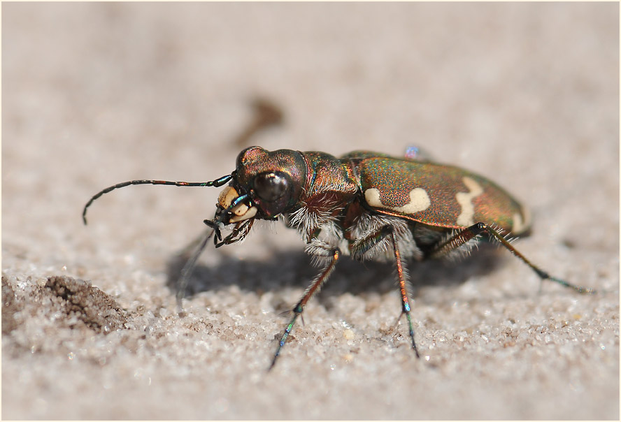 Dünen-Sandlaufkäfer (Cicindela hybrida)