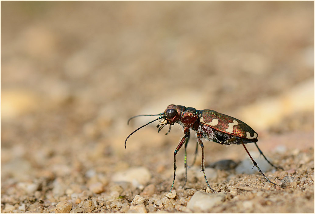 Dünen-Sandlaufkäfer (Cicindela hybrida)