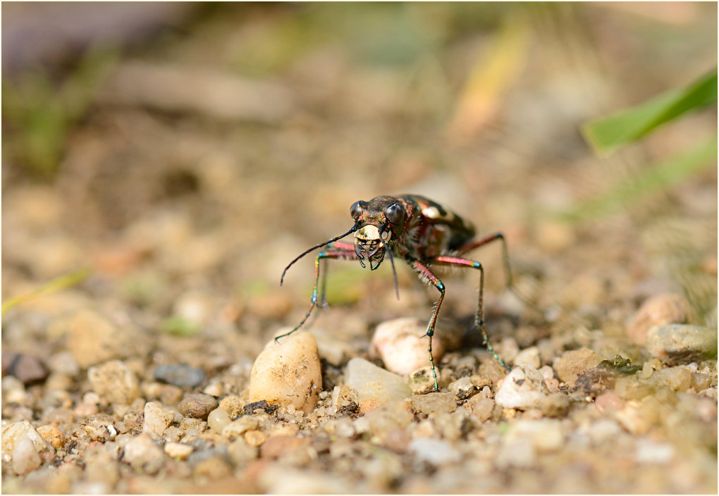 Dünen-Sandlaufkäfer (Cicindela hybrida)