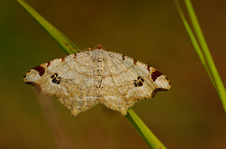 vergr&ouml;&szlig;ern