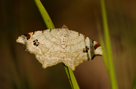 vergr&ouml;&szlig;ern
