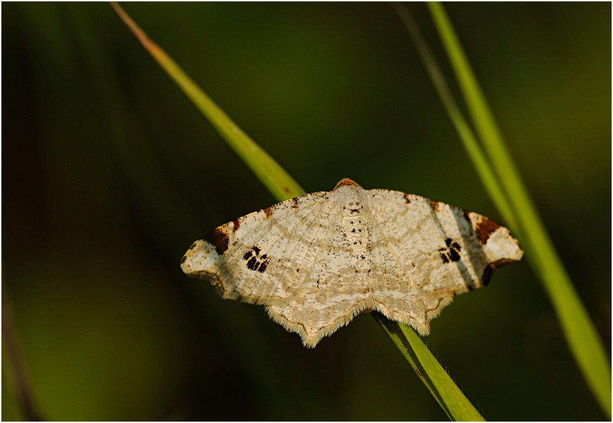 Hellgrauer Eckflügelspanner (Macaria notata)