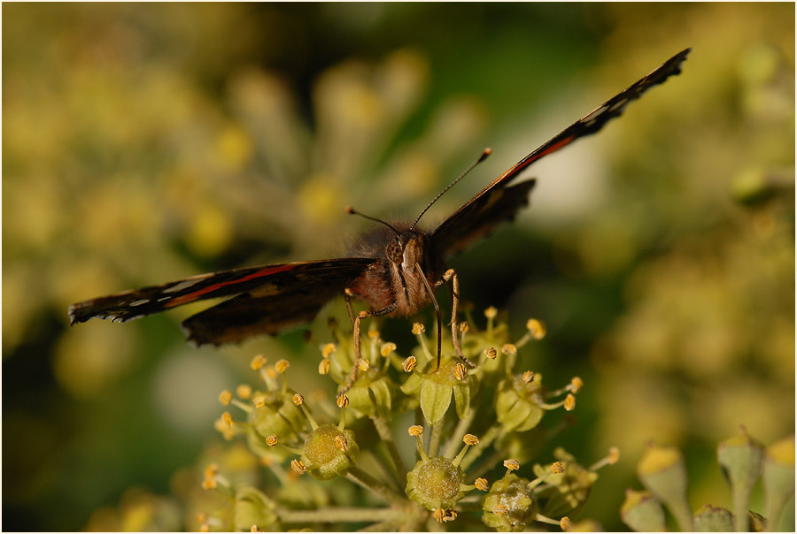 Efeu (Hedera helix)