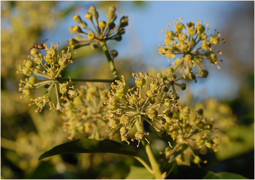 Efeu (Hedera helix)