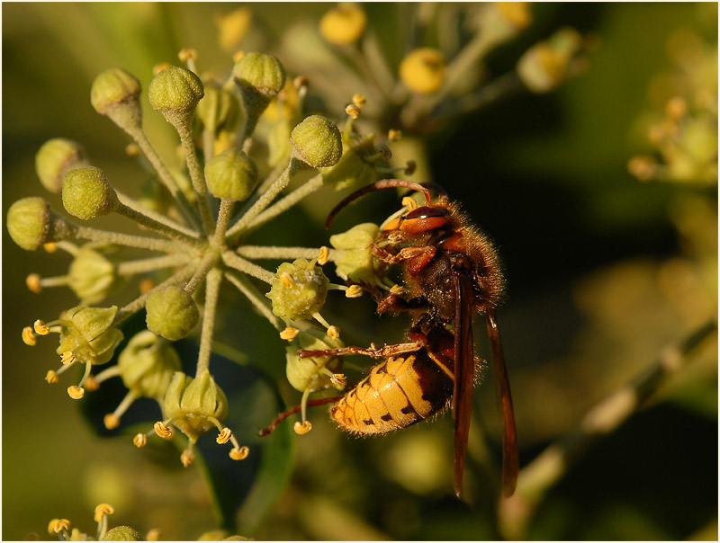 Efeu (Hedera helix)